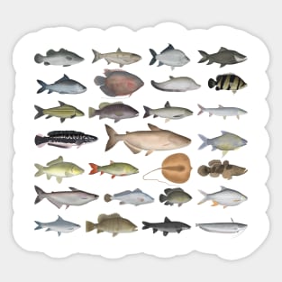 Southeast Asia Freshwater Fish Group Sticker